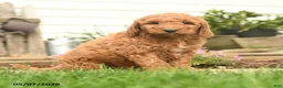 Goldendoodle dogs for sale: Risto - Ad 3