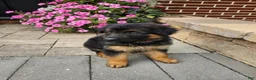 German Shepherd dogs for sale: Jenna - Ad 6
