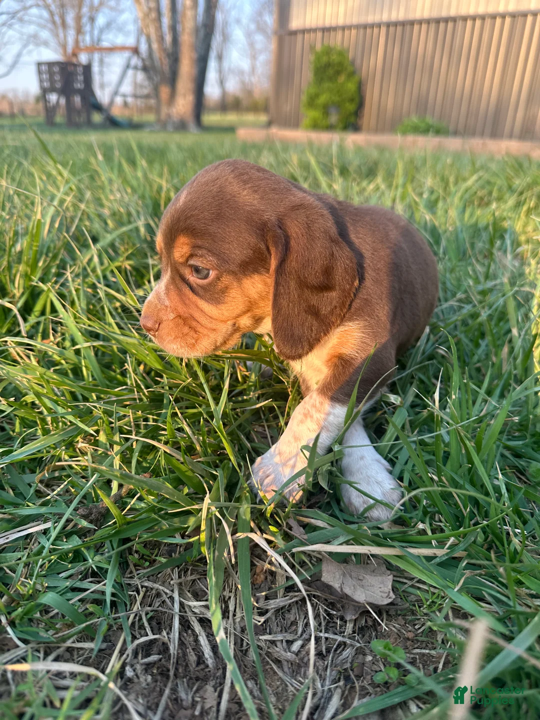 Beagle dogs for sale: Hank - Ad 4