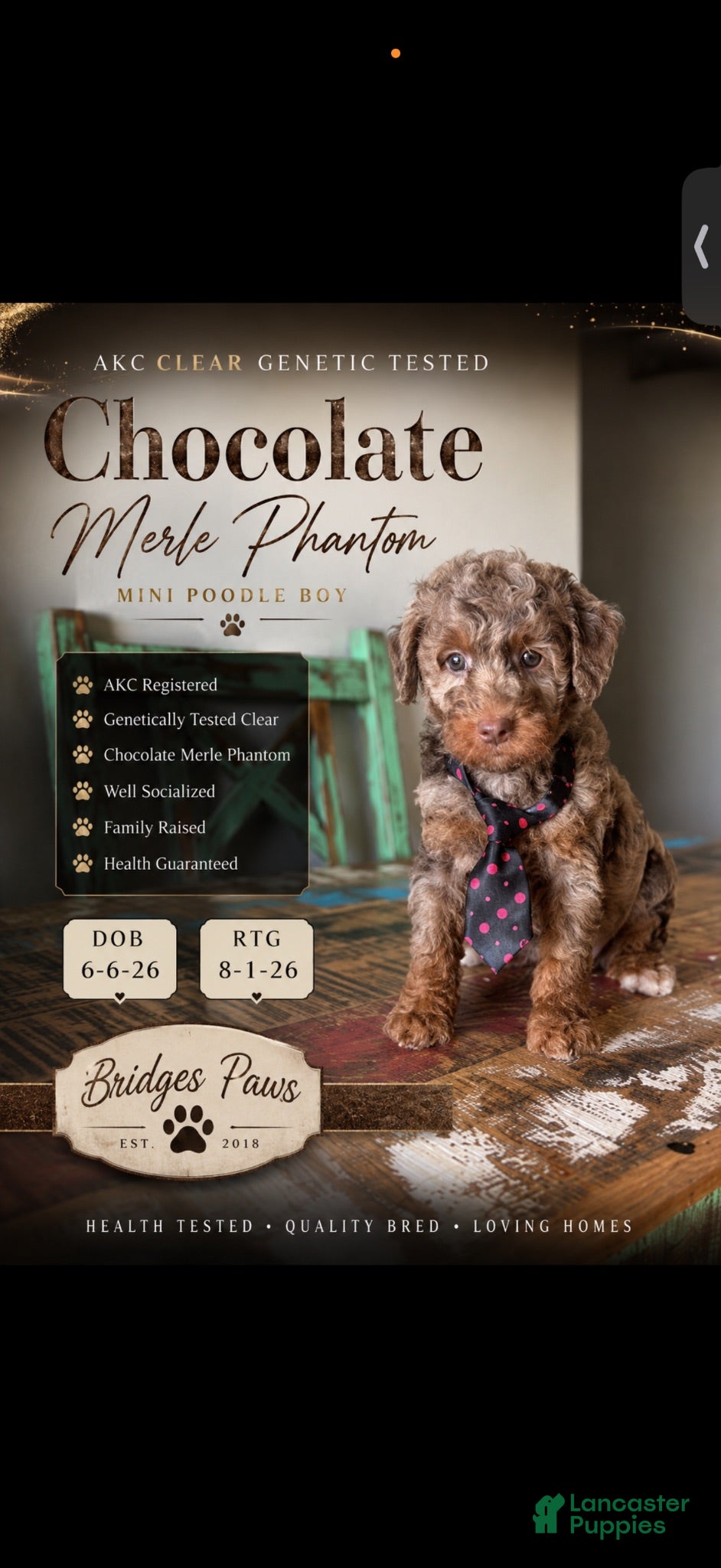 Miniature Poodle dogs Akc Clear Choc Merle Phantom Black Tie - Ad 26
