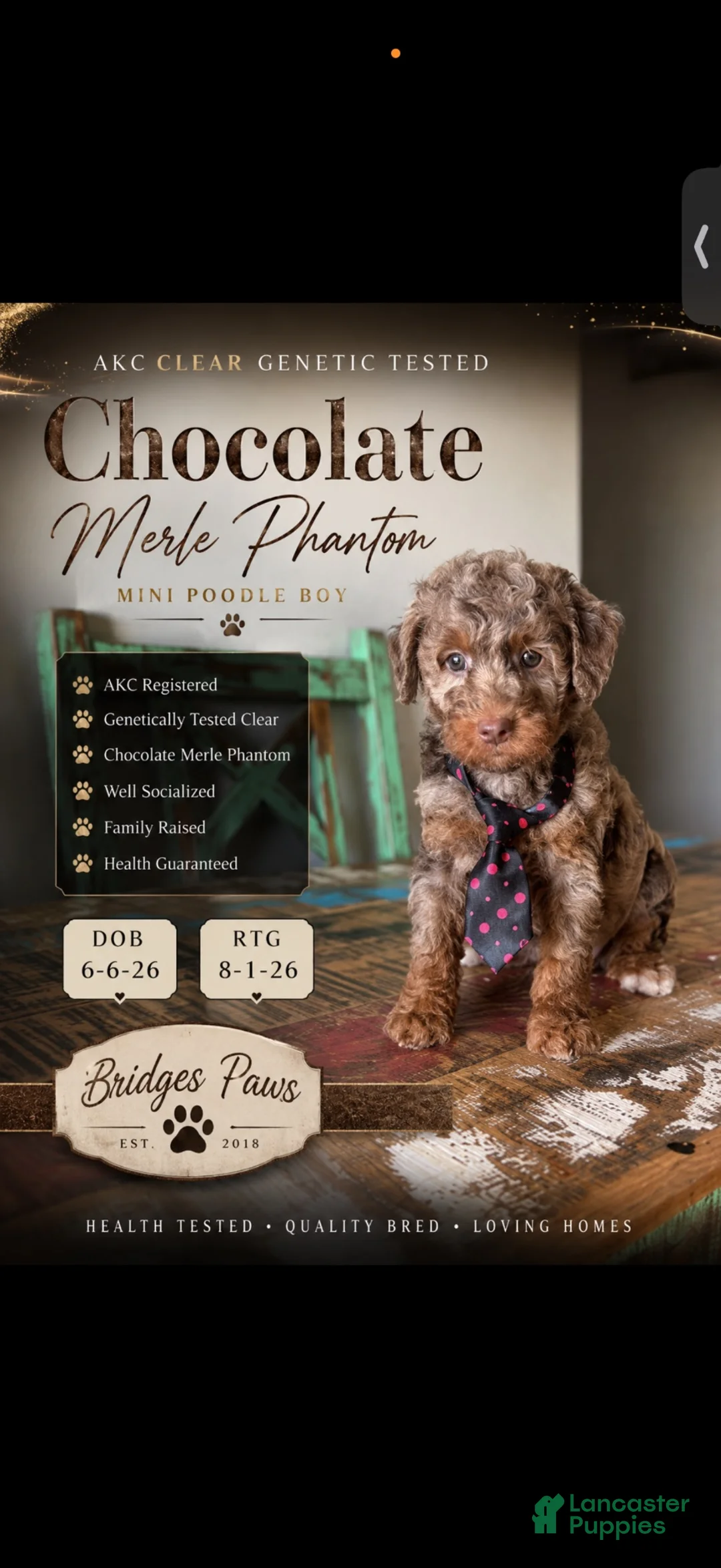 Miniature Poodle dogs for sale: Akc Clear Choc Merle Phantom Black Tie - Ad 1