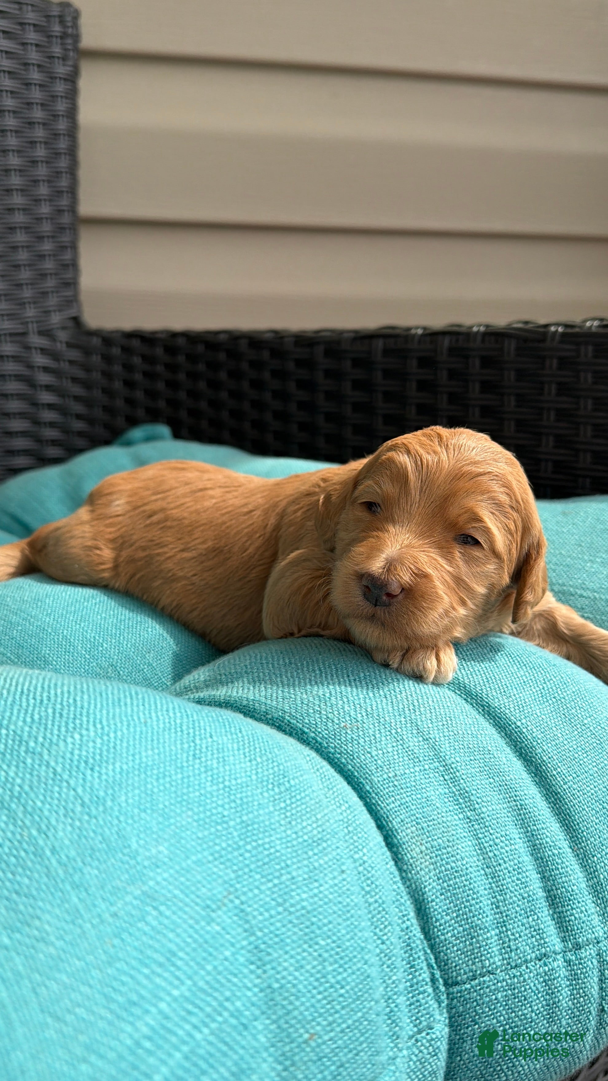 Mixed Breed dogs Bunny - Ad 2