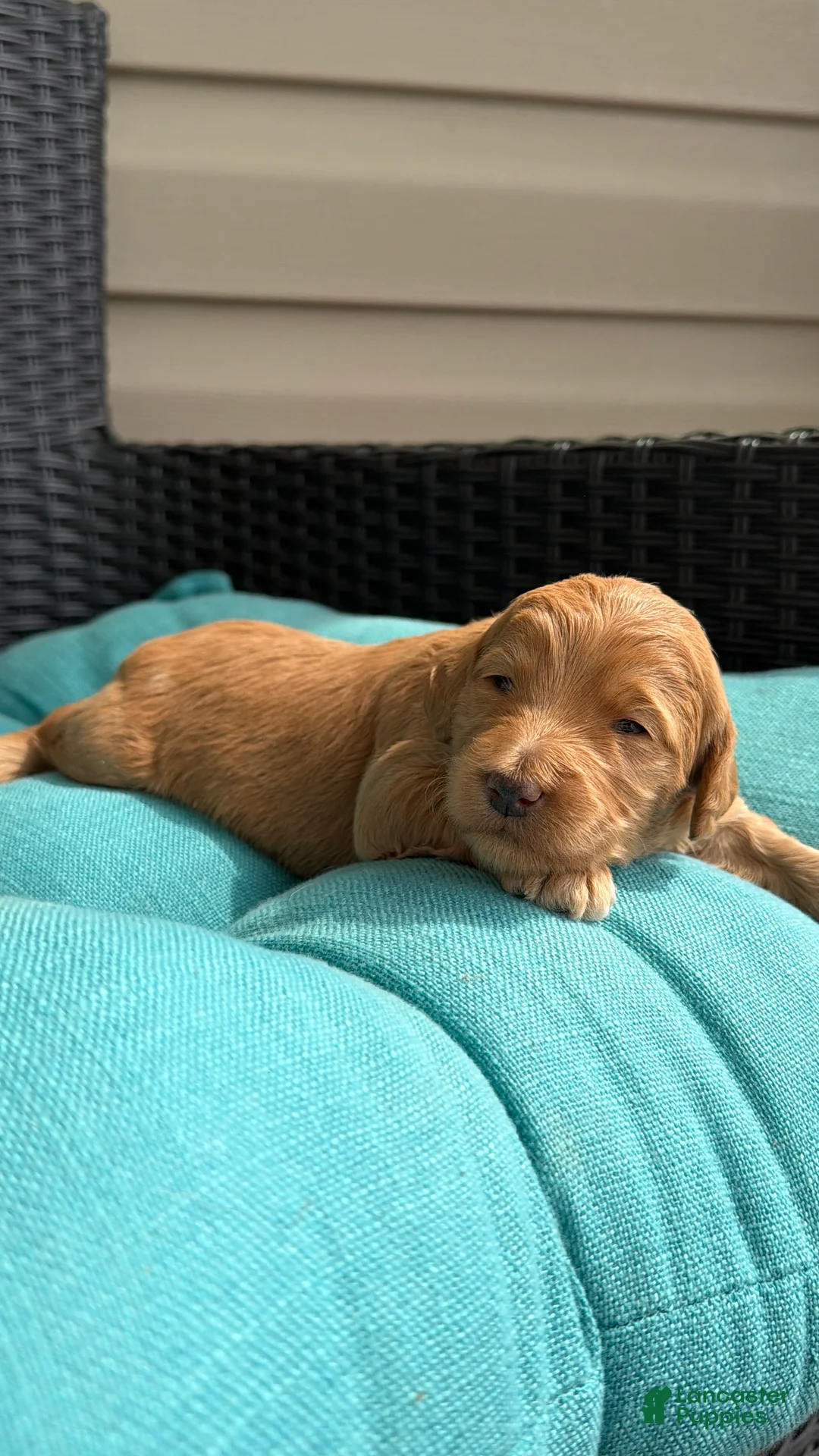 Mixed Breed dogs for sale: Bunny - Ad 2