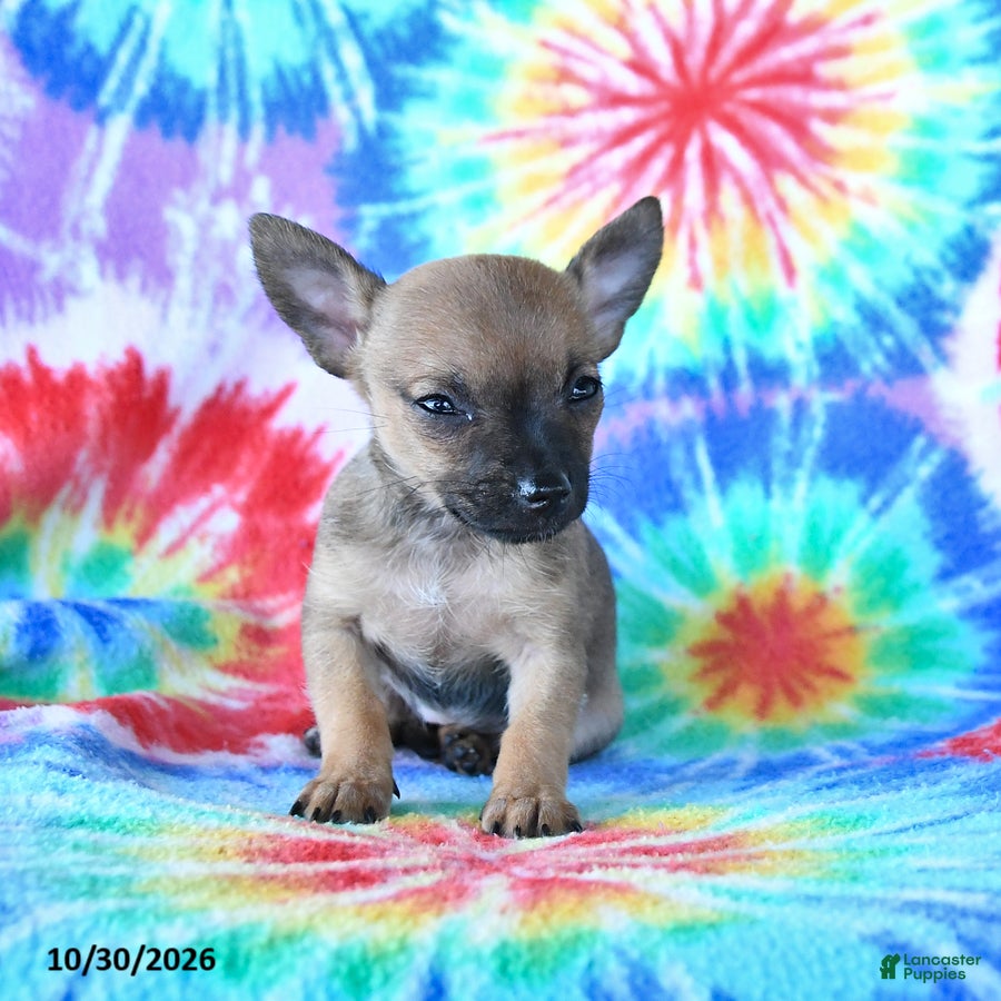 Mixed Breed dogs for sale: Mini - Ad 2