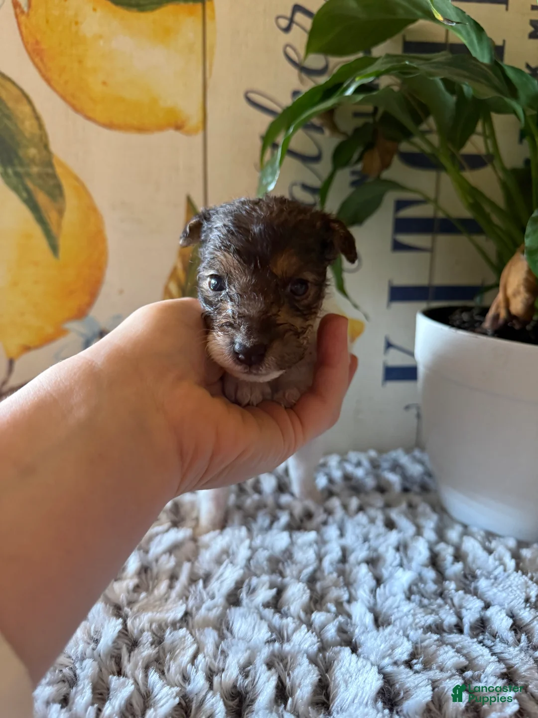 Wire Fox Terrier dogs for sale: Chief Bogo - Ad 1