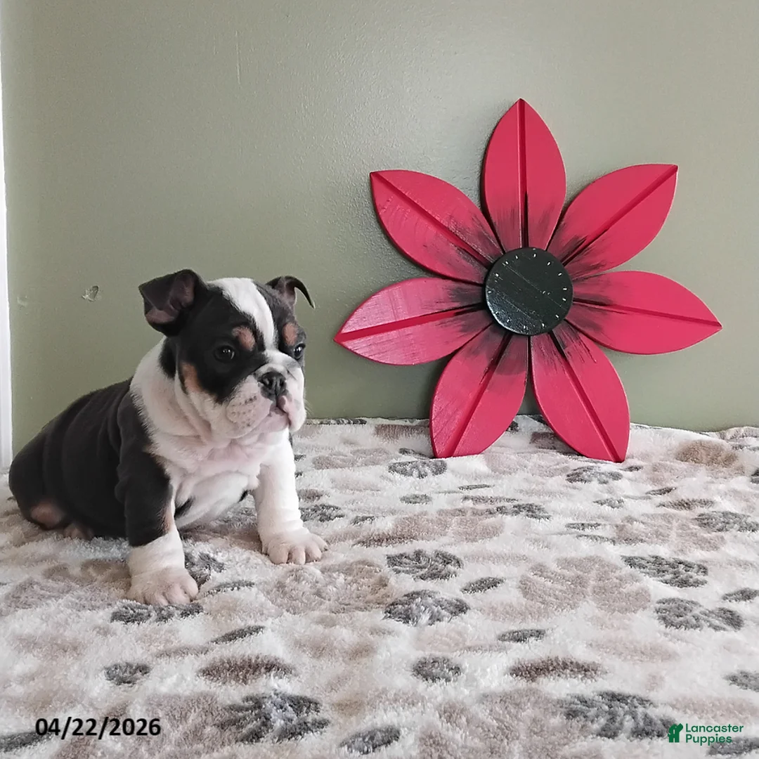 English Bulldog dogs for sale: Kylie - Ad 3