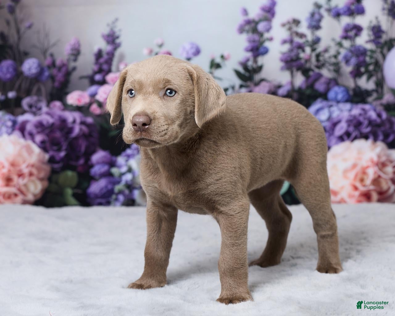 Labrador Retriever dogs Dolly - Ad 2