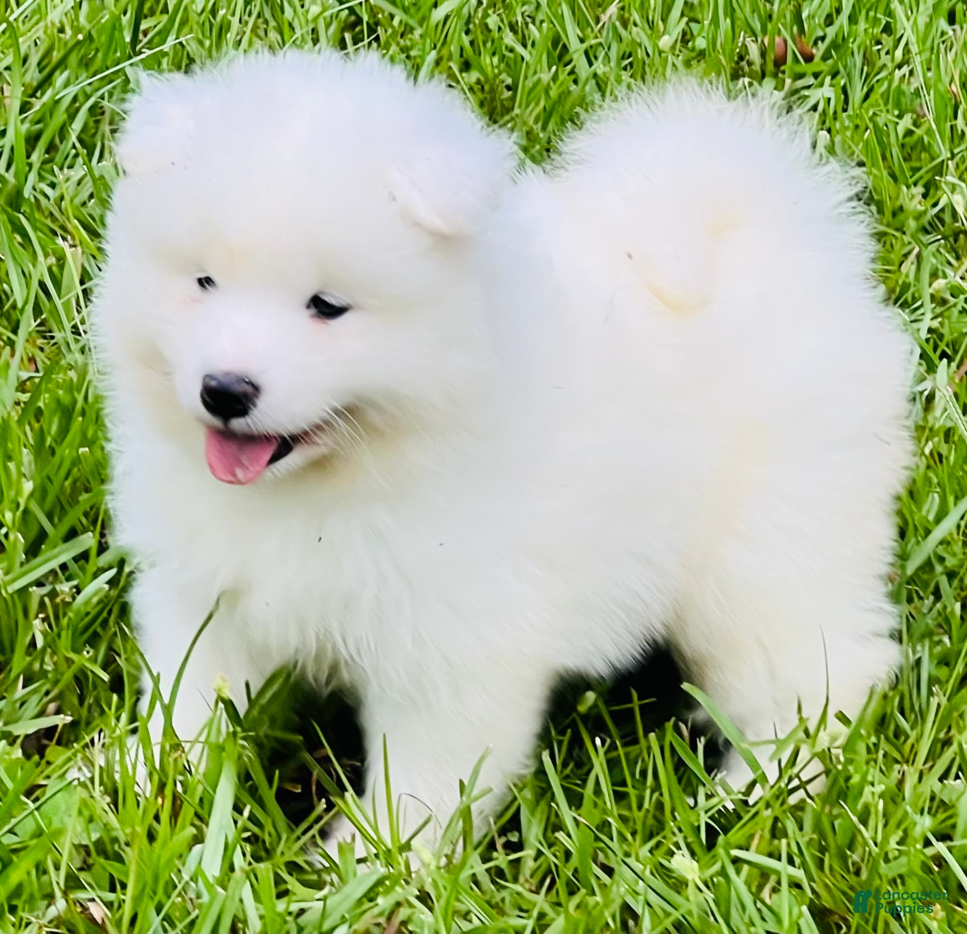 Samoyed Rescue White Samoyed Puppy For Sale Dogs White Magic