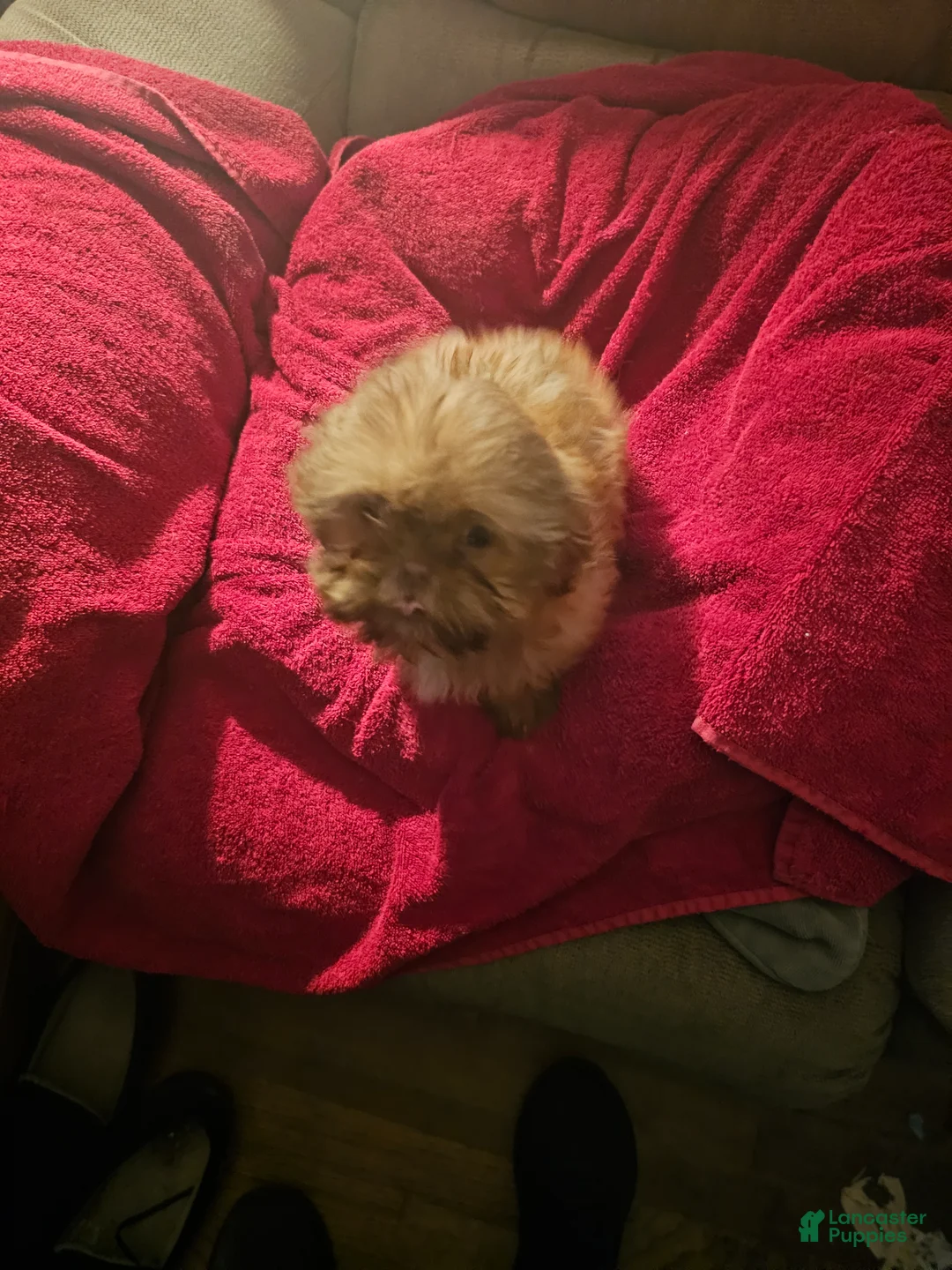 Gallery Image {{count}}