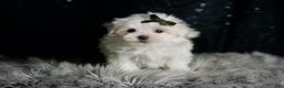 Maltese dogs for sale: Cotton - Ad 5