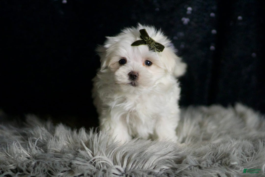 Maltese dogs for sale: Cotton - Ad 5