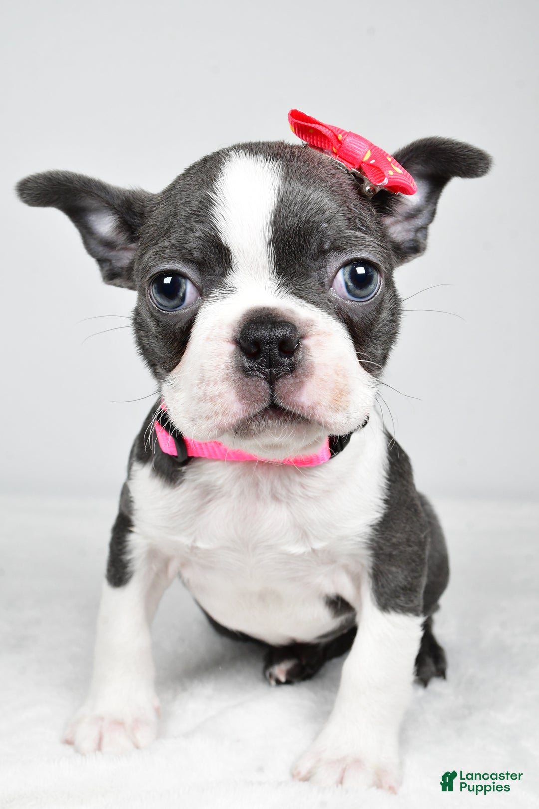 Boston Terrier dogs for sale: Hope - Ad 3