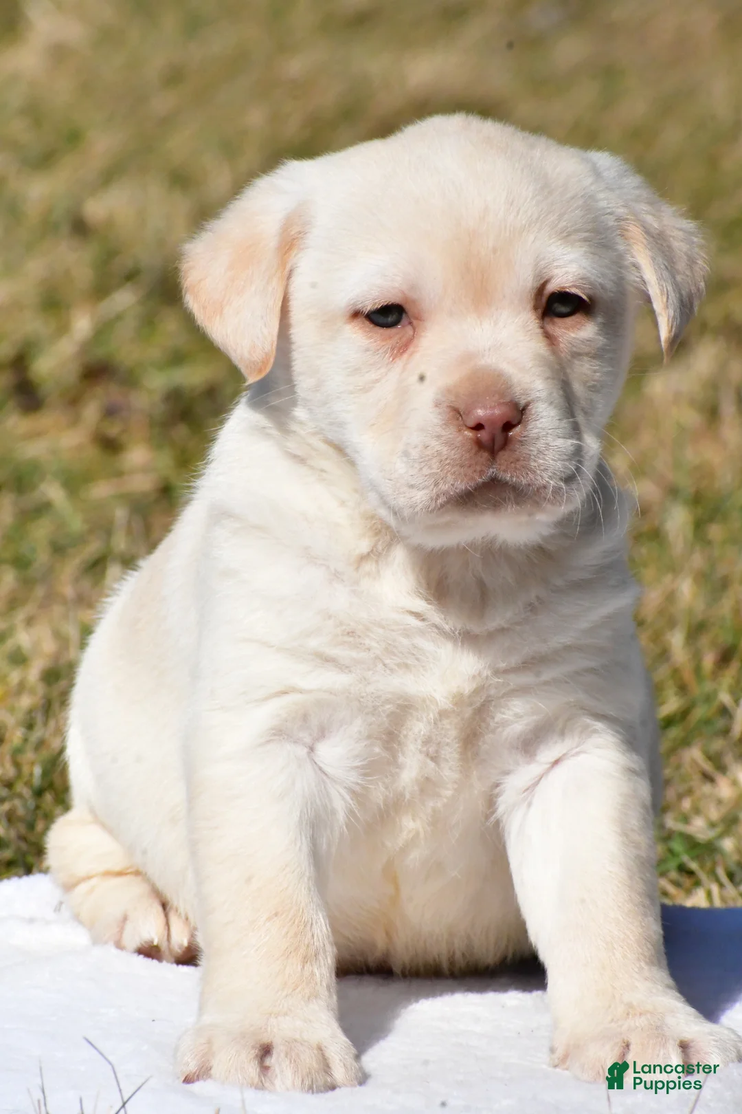Labrador Retriever dogs for sale: Jill - Ad 2