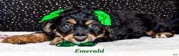 Bernedoodle dogs for sale: Emerald - Ad 6