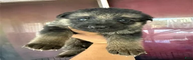 German Shepherd 1