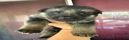 German Shepherd dogs for sale: German Shepherd 1 - Ad 1