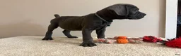 Cane Corso dogs for sale: Ghost  - Ad 6