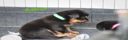 Rottweiler dogs for sale: Asher - Ad 3