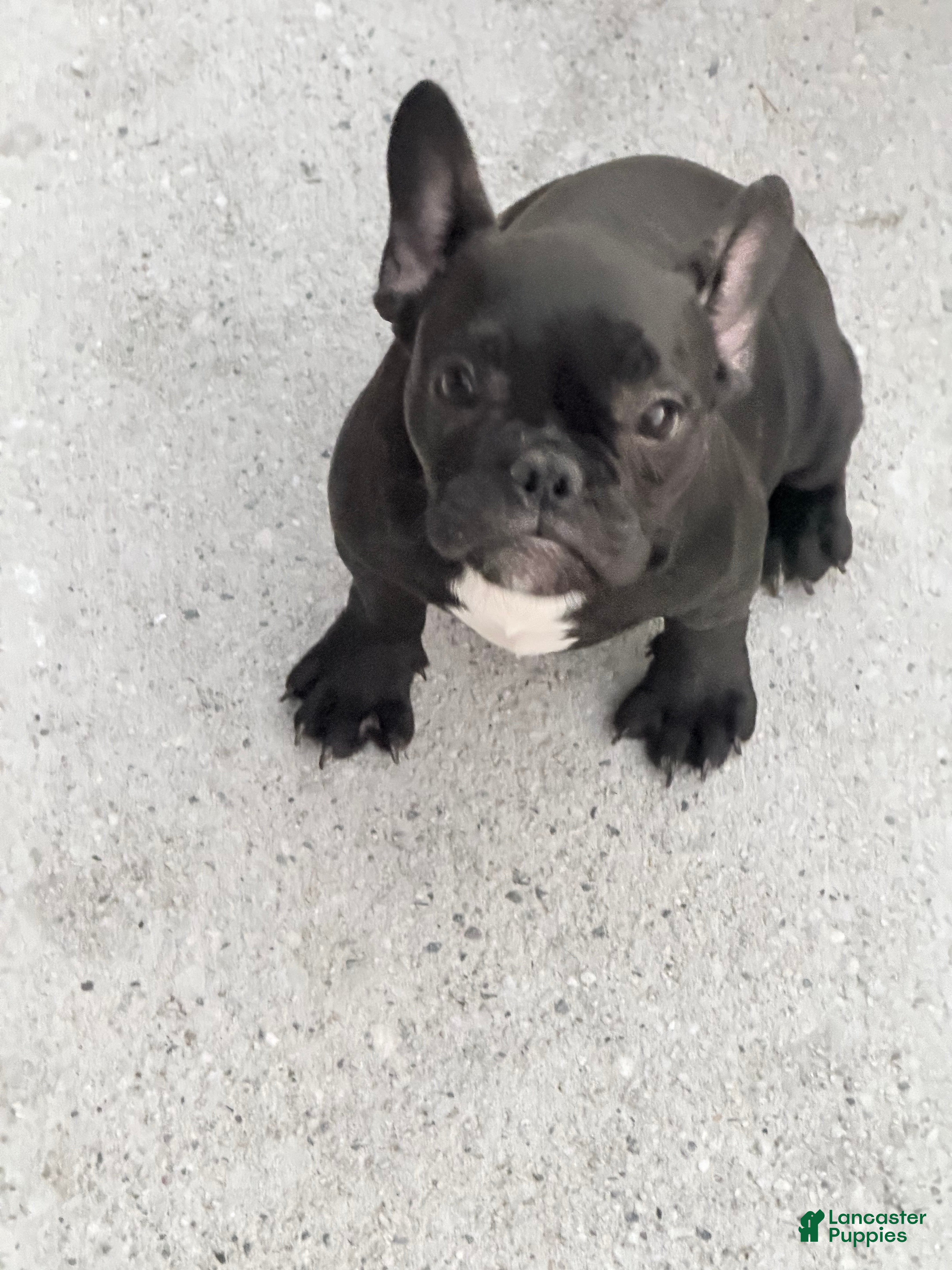 French Bulldog dogs French Bulldog 5 - Ad 1