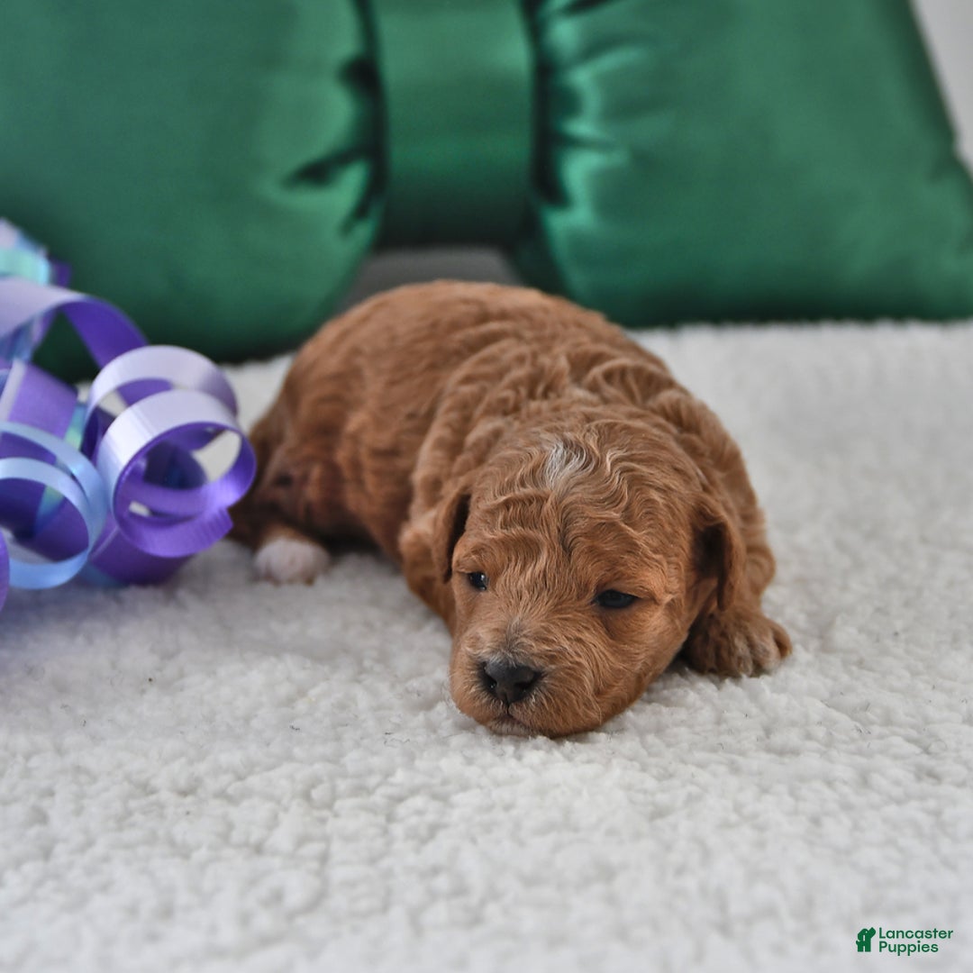 Mini Goldendoodle dogs for sale: Pippa - Ad 4