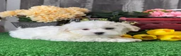 Havanese dogs for sale: Howie - Ad 4