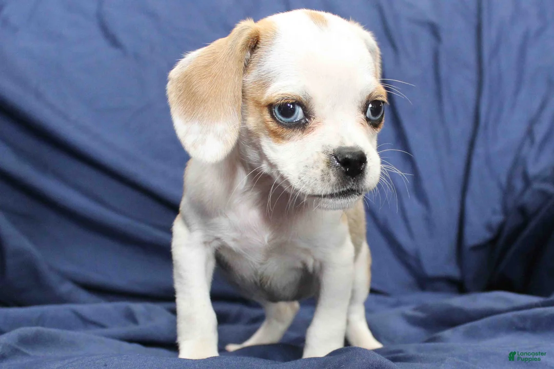 Puggle dogs for sale: Dutchess - Ad 2