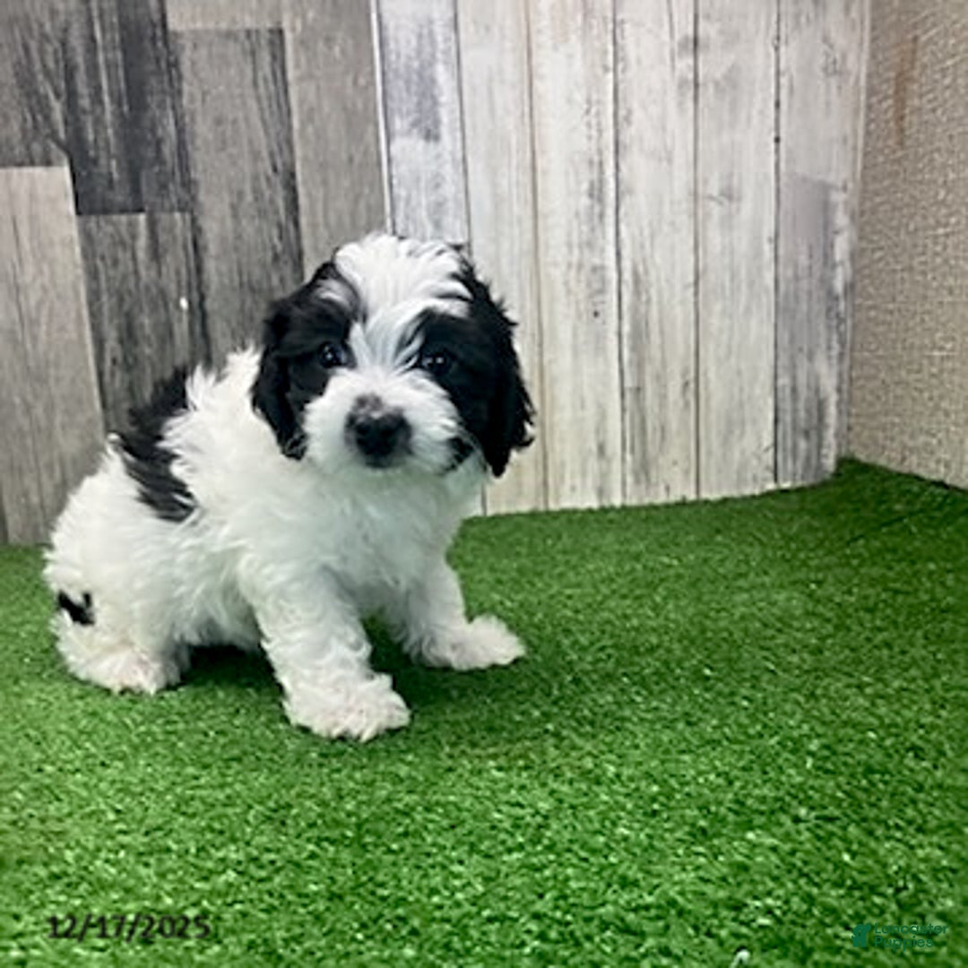 Maltipoo dogs for sale: Marla - Ad 1