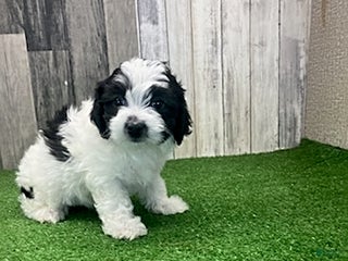 Maltipoo dogs Marla - Ad 11