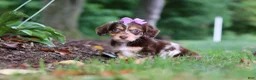 Miniature Dachshund dogs for sale: Abby - Ad 3