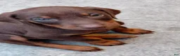 Doberman Pinscher dogs for sale: Doberman Pinscher Puppy 1 - Ad 4