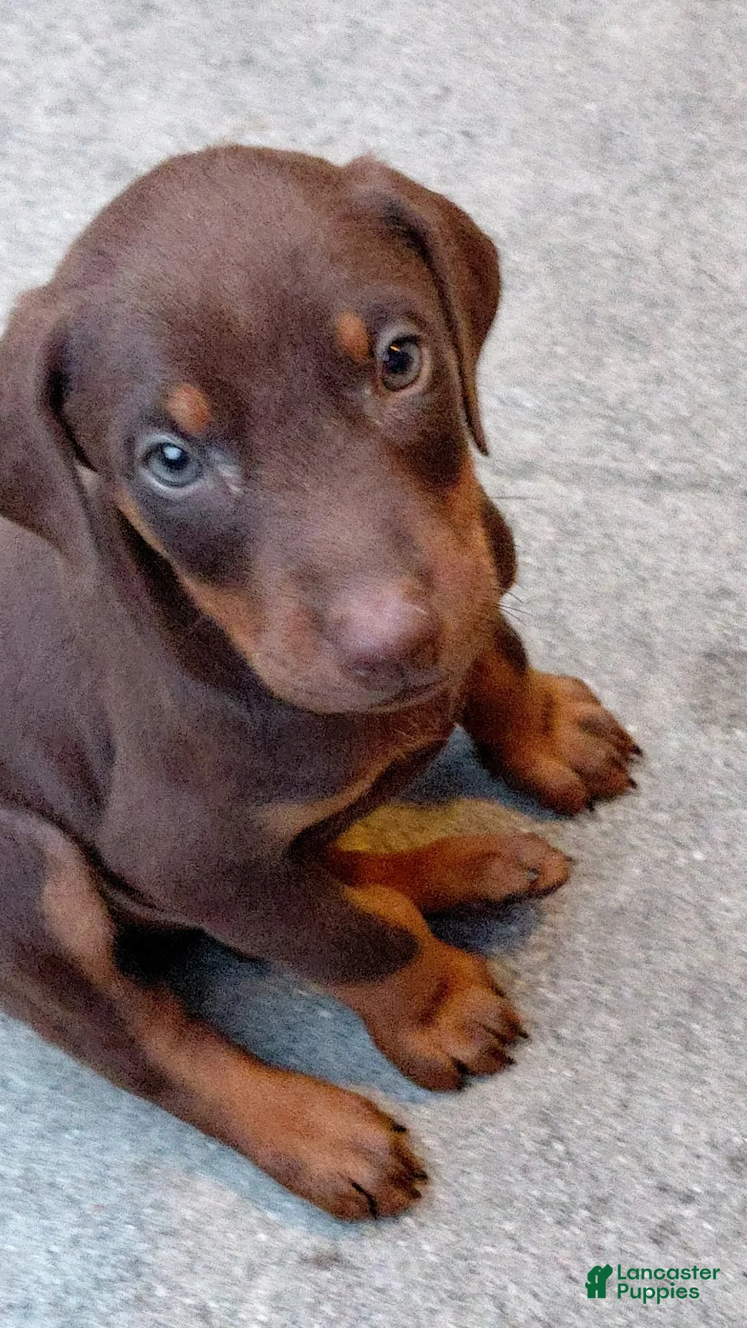Doberman Pinscher dogs for sale: Doberman Pinscher Puppy 1 - Ad 4