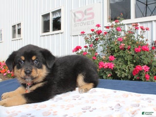 Rottweiler dogs - Ad 12