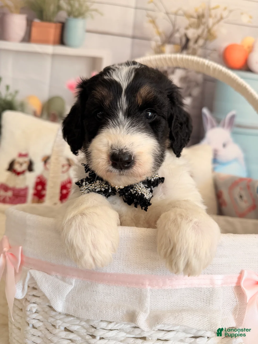 Aussiedoodle dogs for sale: Luna - Ad 2