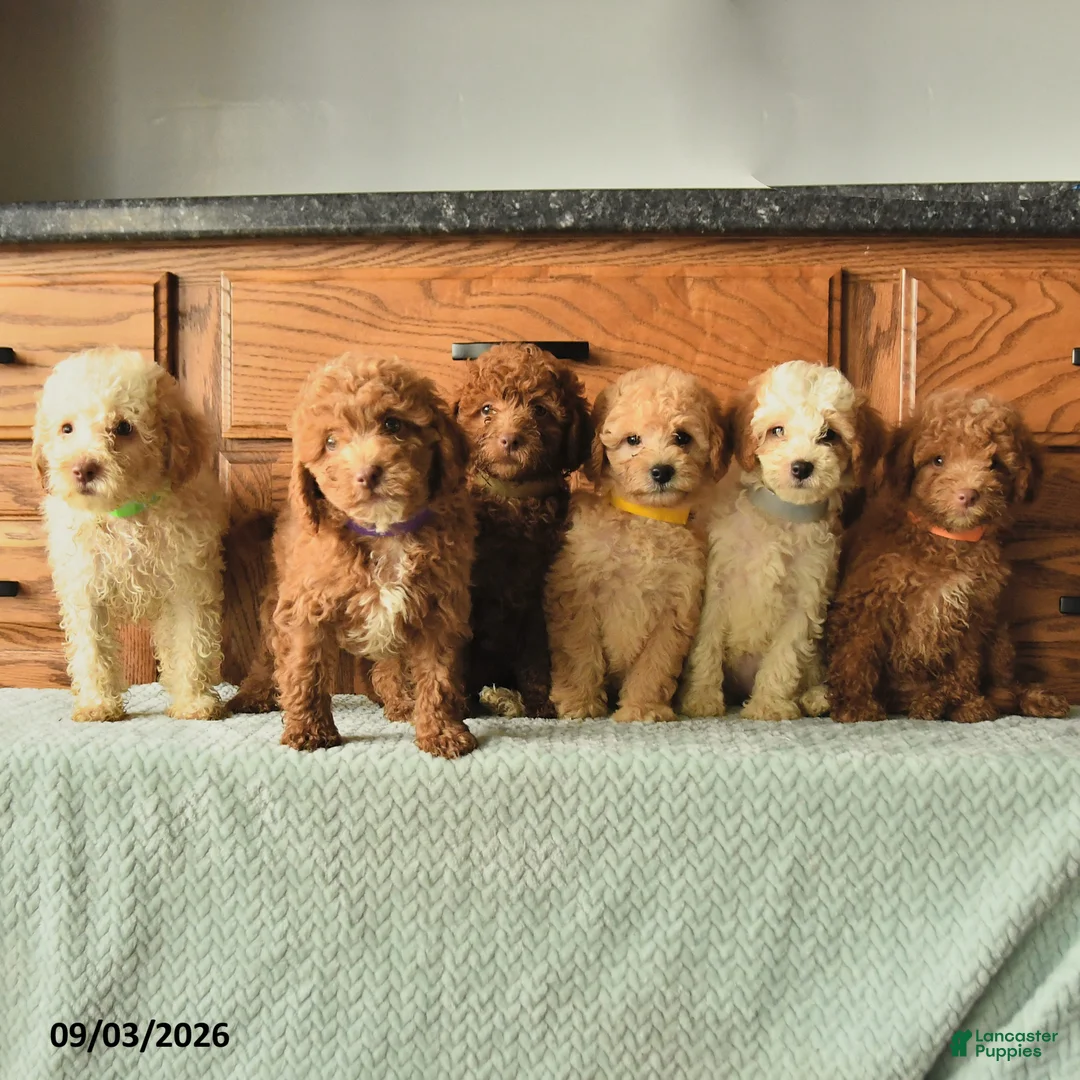 Miniature Poodle dogs for sale: Kody - Ad 3