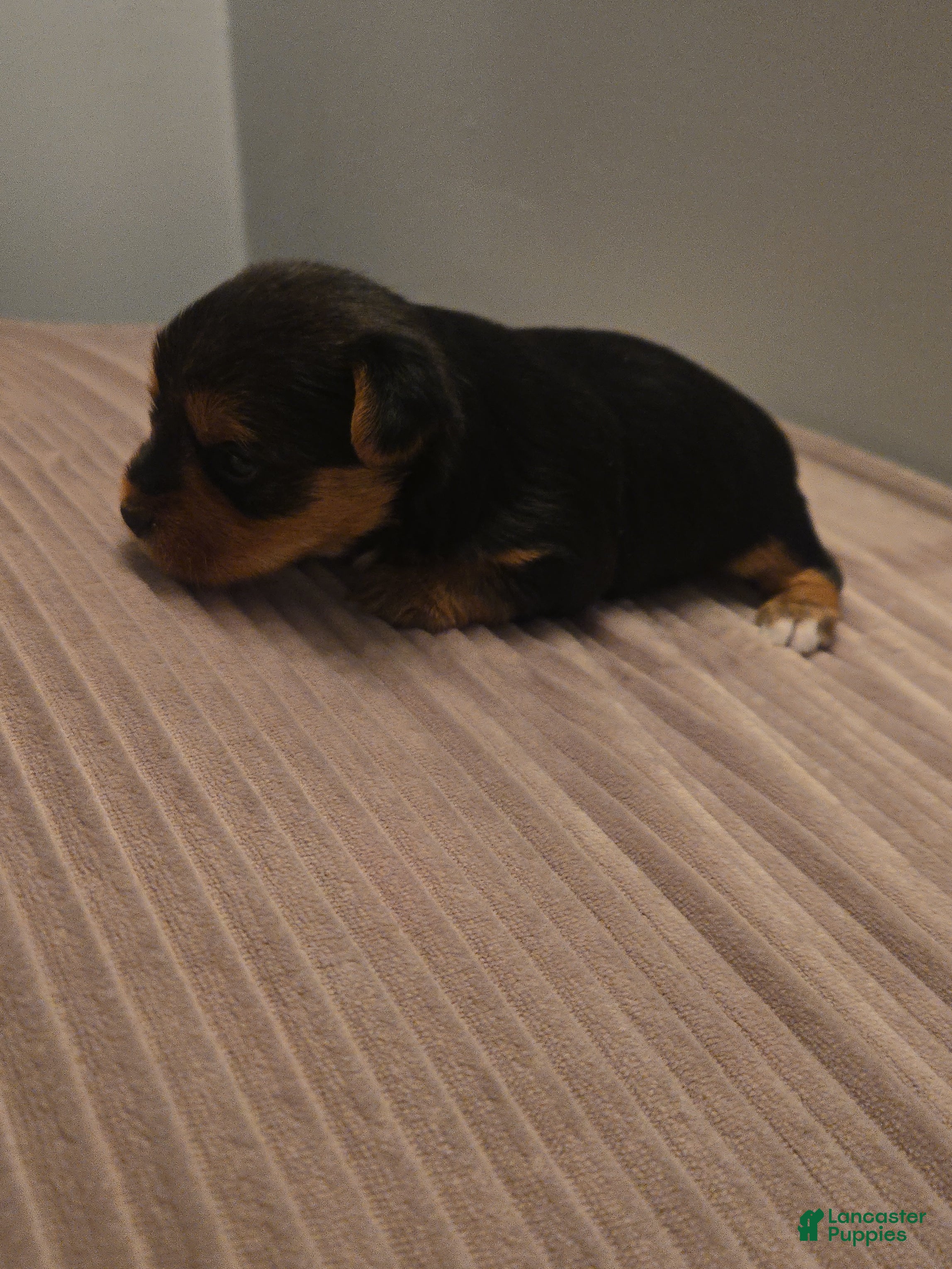 Yorkshire Terrier dogs Yorkshire Terrier 4 - Ad 36