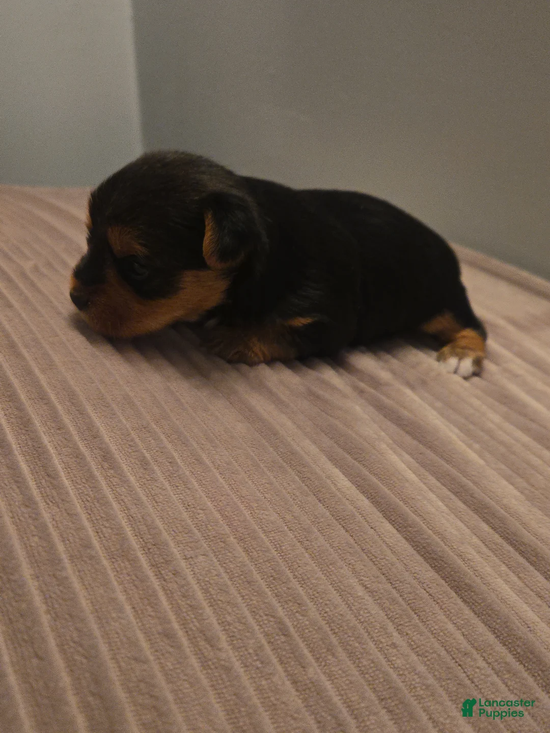 Yorkshire Terrier dogs for sale: Yorkshire Terrier 4 - Ad 1