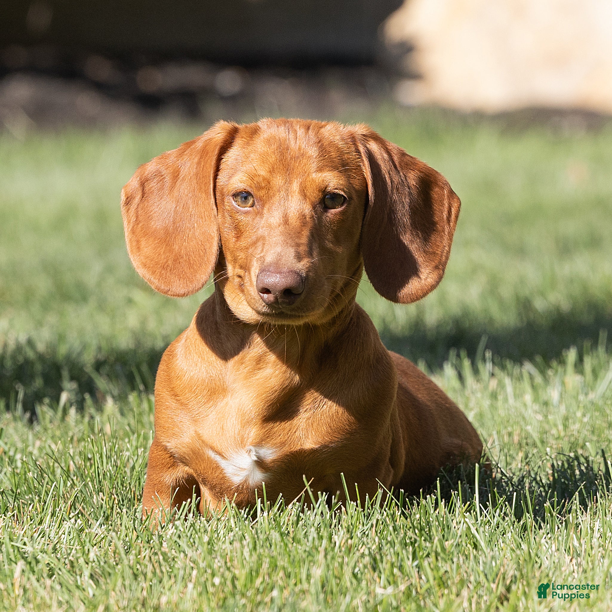 Miniature Dachshund dogs for sale: Mylan Miniature Dachshund  - Ad 1