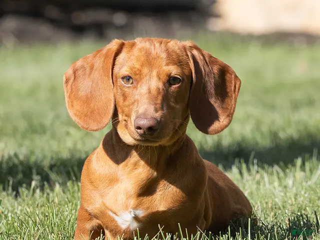 Miniature Dachshund dogs for sale: Mylan Miniature Dachshund - Ad 1
