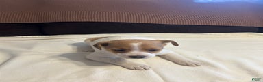 Jack Russell Terrier Puppy 1