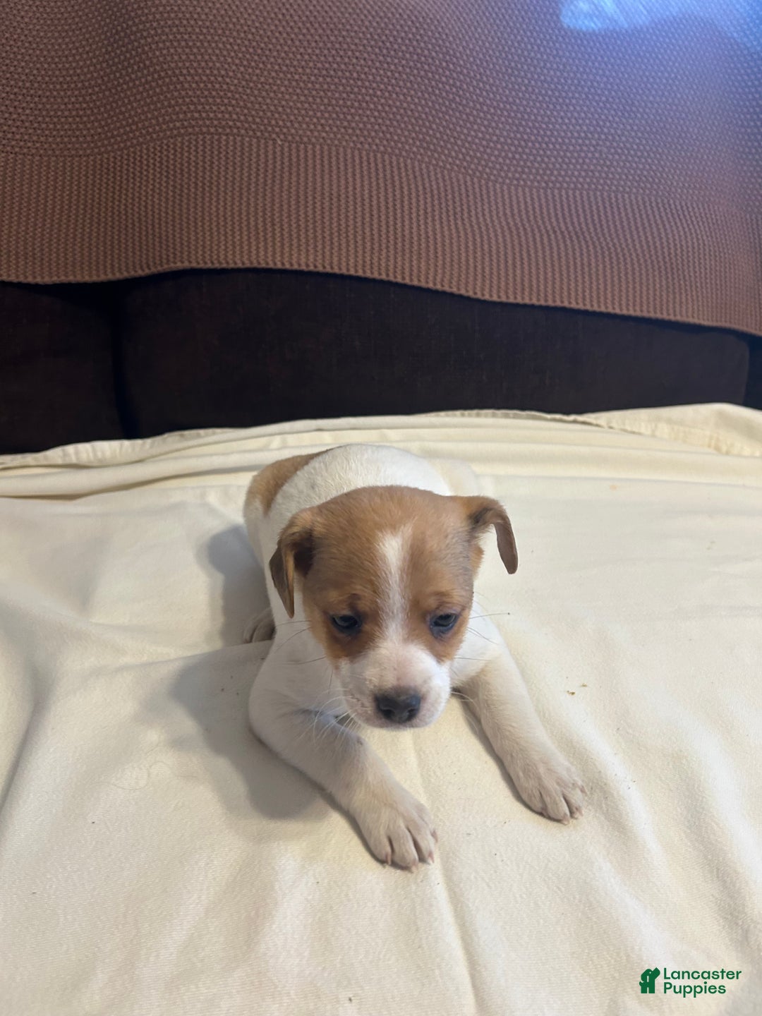 Jack Russell Terrier dogs for sale: Jack Russell Terrier Puppy 1 - Ad 1