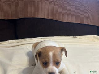 Jack Russell Terrier dogs Jack Russell Terrier Puppy 1 - Ad 31