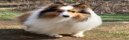 Shetland Sheepdog dogs for sale: Sylvan  - Ad 13