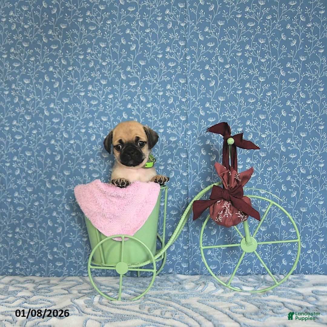 Pug dogs for sale: Larine - Ad 2