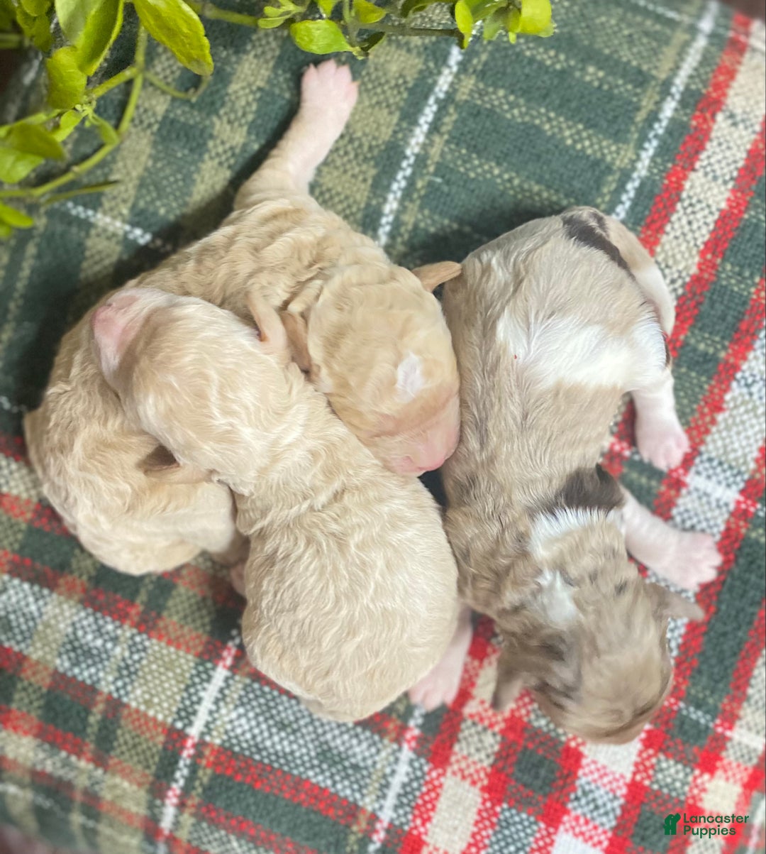Cockapoo dogs for sale: Cockapoo Puppy 1 - Ad 3