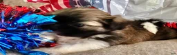 Shih Tzu dogs for sale: Zane - Ad 11