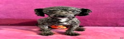 Yorkiepoo dogs for sale: Yorkiepoo Puppy 1 - Ad 6