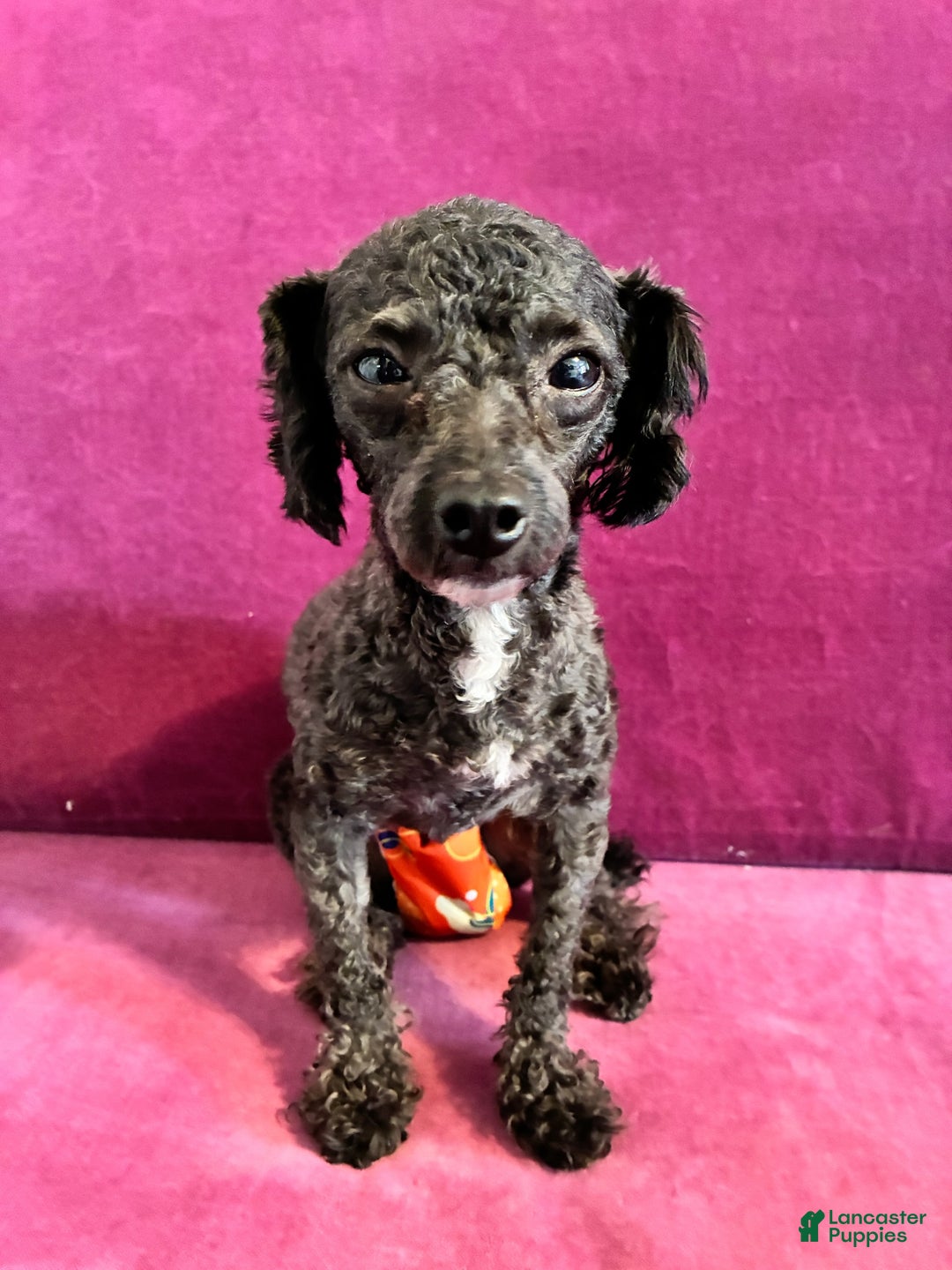 Yorkiepoo dogs for sale: Yorkiepoo Puppy 1 - Ad 6