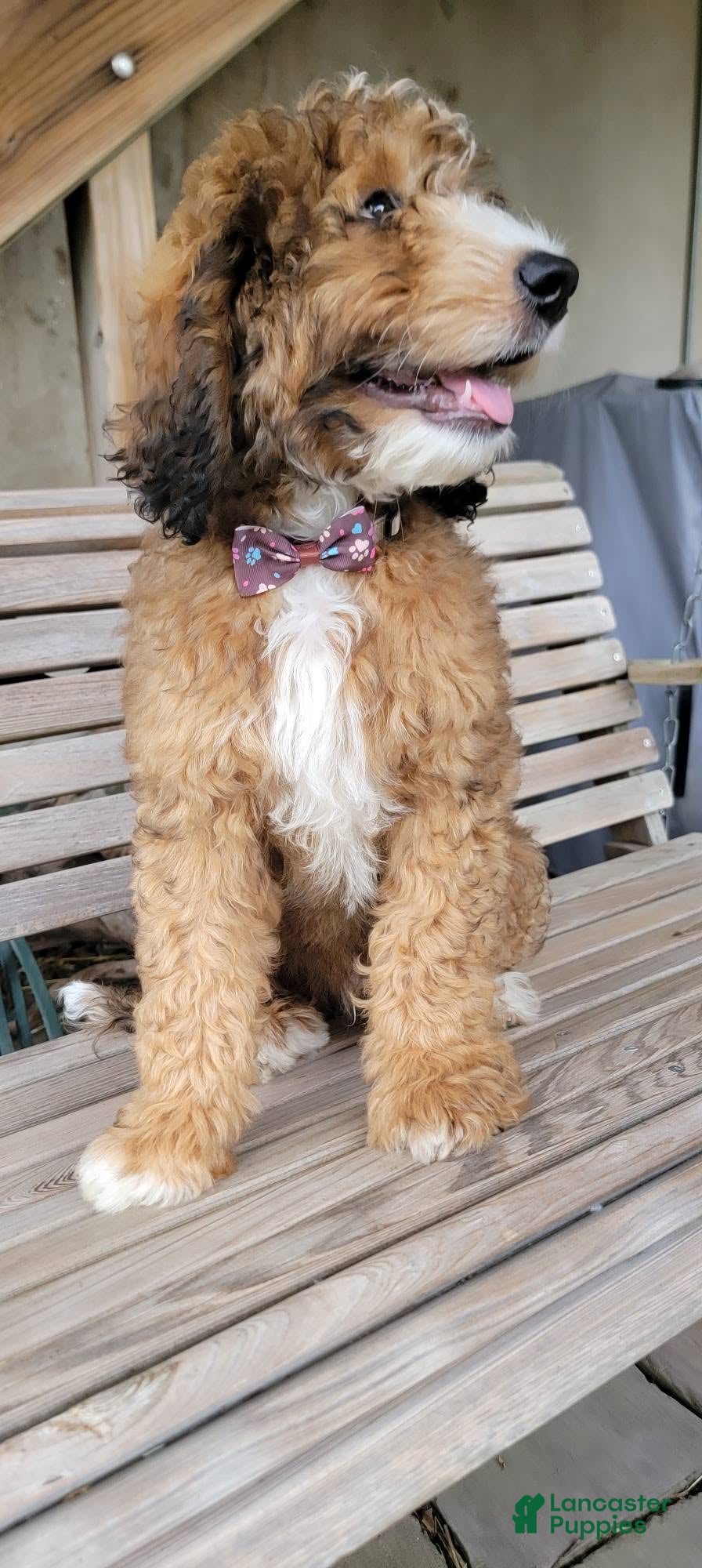 Bernedoodle dogs Bernedoodle 1 - Ad 18