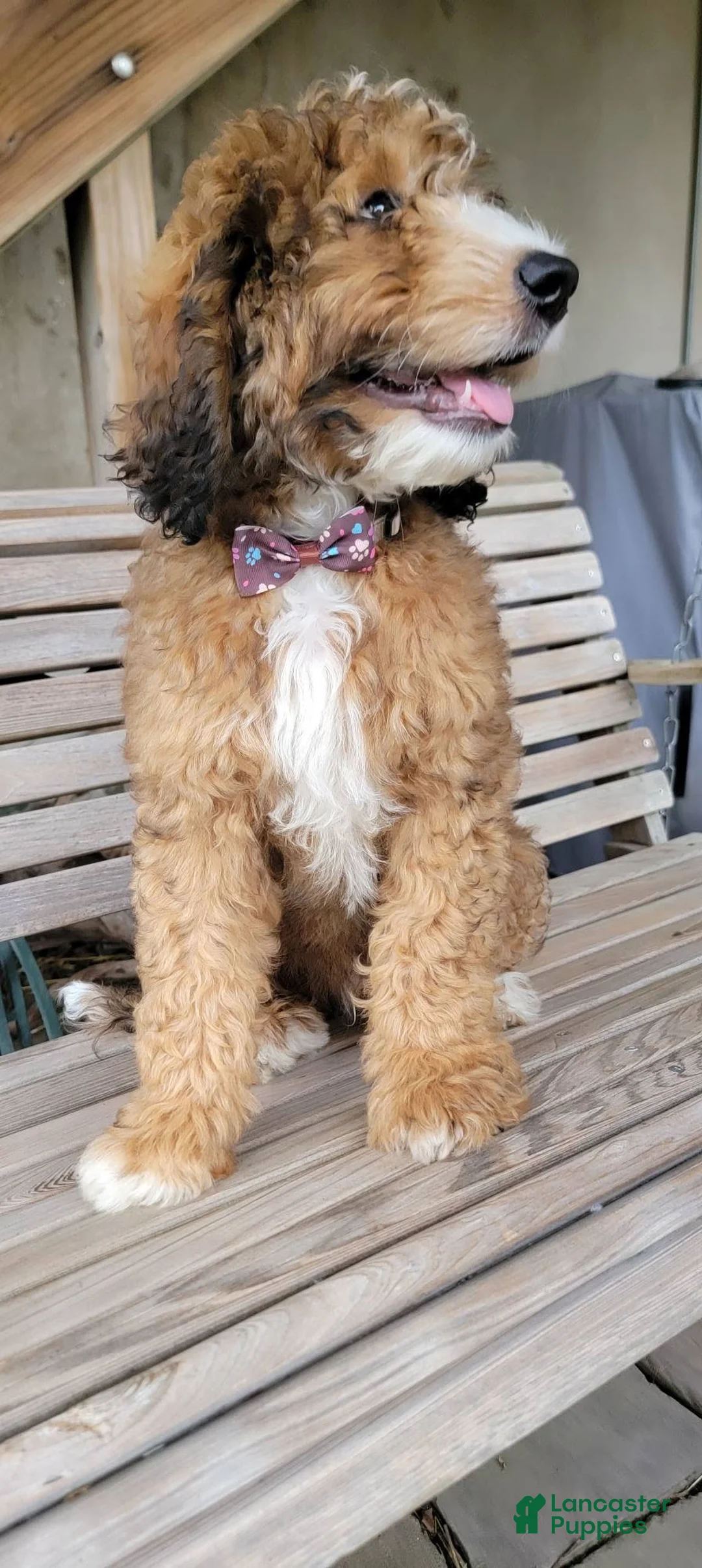 Bernedoodle dogs for sale: Bernedoodle 1 - Ad 1