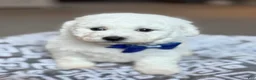 Bichon Frise dogs for sale: Lenny - Ad 2